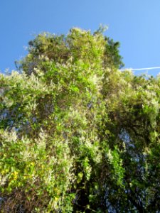 20121019Schlingknoeterich_Kiefer_Hockenheim4
