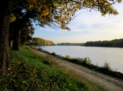 20121020Rhein_Altlussheim