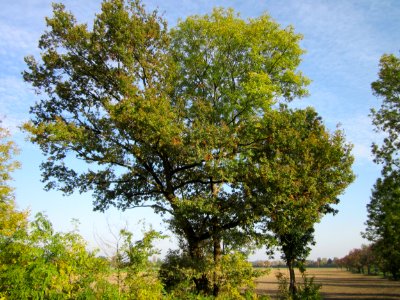 20121021Alte_Landstrasse05