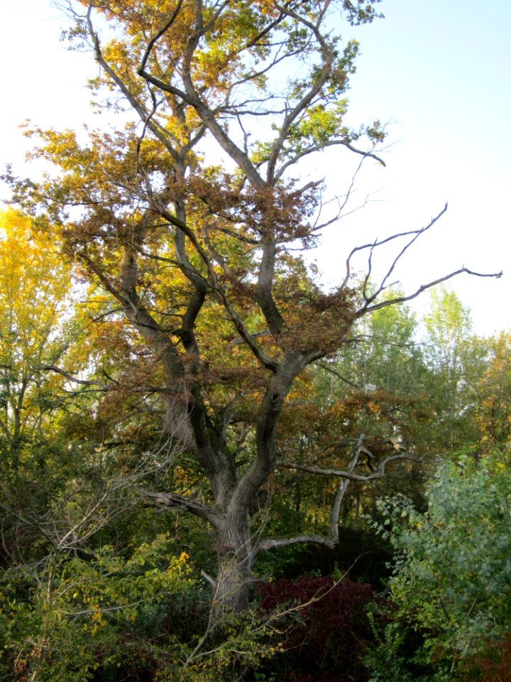 20121021Rheinauenwald_Altlussheim4