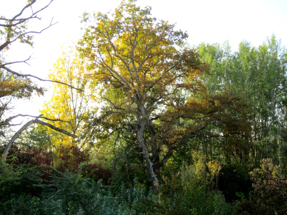 20121021Rheinauenwald_Altlussheim5