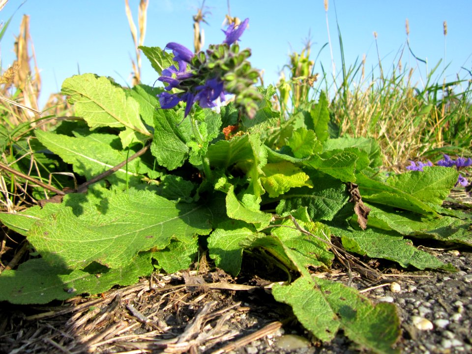 20121021Salvia_pratensis6