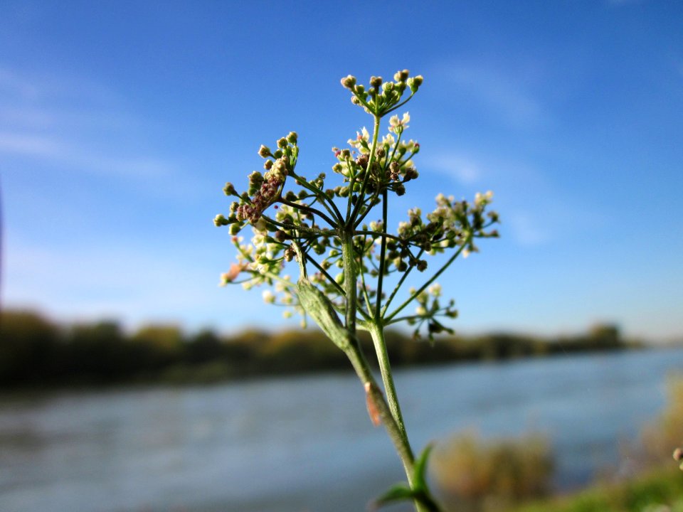 20121018Rhein_Altlussheim11