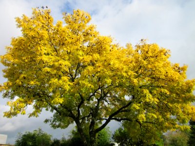 20121015Fraxinus_excelsior_Aurea2