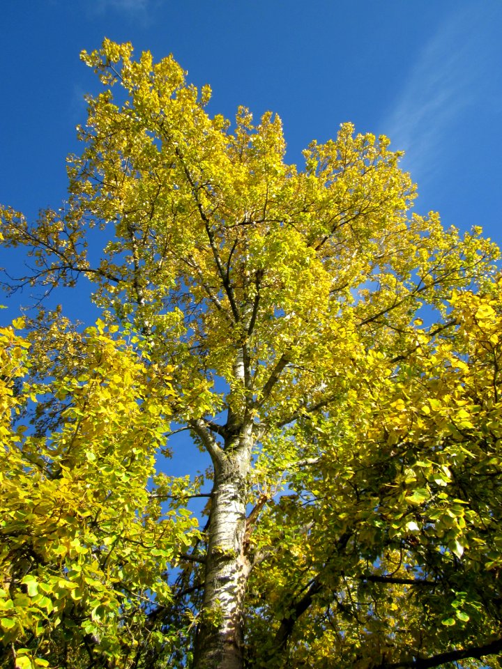 20121013Pappel_Saar2
