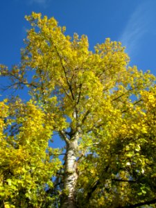 20121013Pappel_Saar2