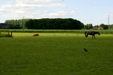 2013.06.02.160558_Pferde_Gut_Ruhhof_Wesel