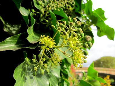 20121015Efeu_Saar2