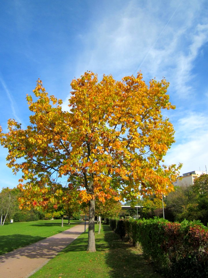 20121018Roteiche_Hockenheim1