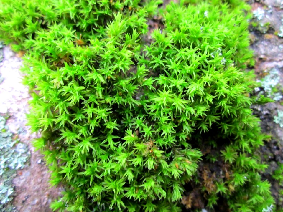 20121112_Kisselwiesen_Reilingen4