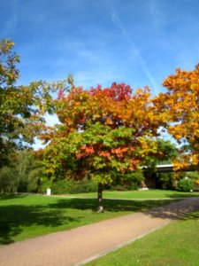 20121018Roteiche_Hockenheim3