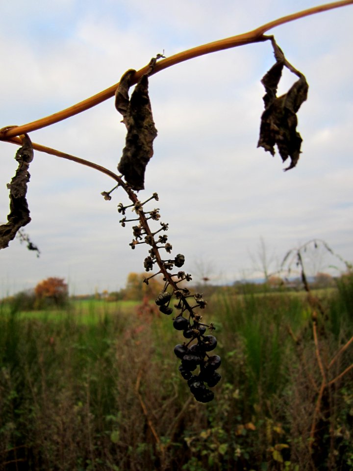 20121112Kermesbeere_St_Leon3