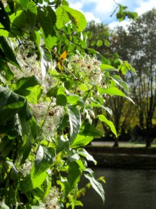 20121015Waldrebe_Saar1