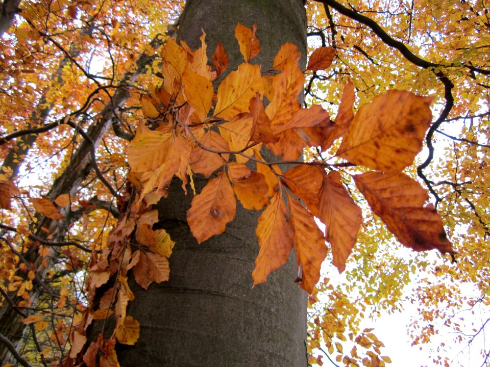 20121112Buchenwald_St_Leon6