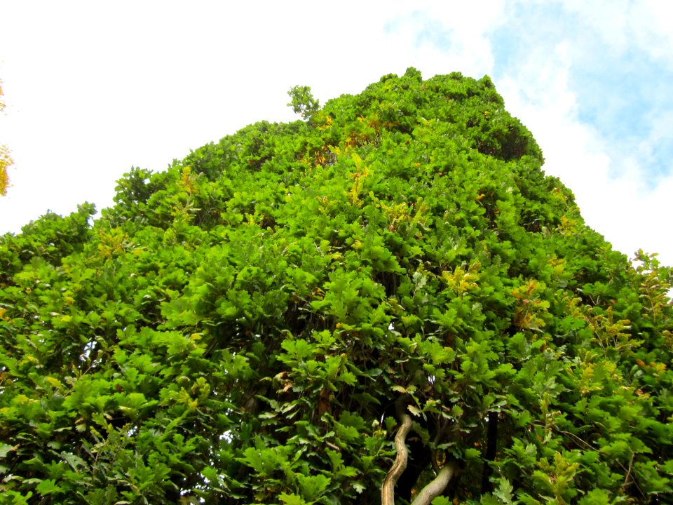 20121015Quercus_robur_Fastigiata1