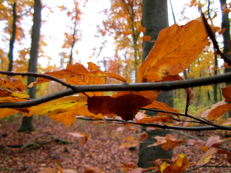 20121112Buchenwald_St_Leon8