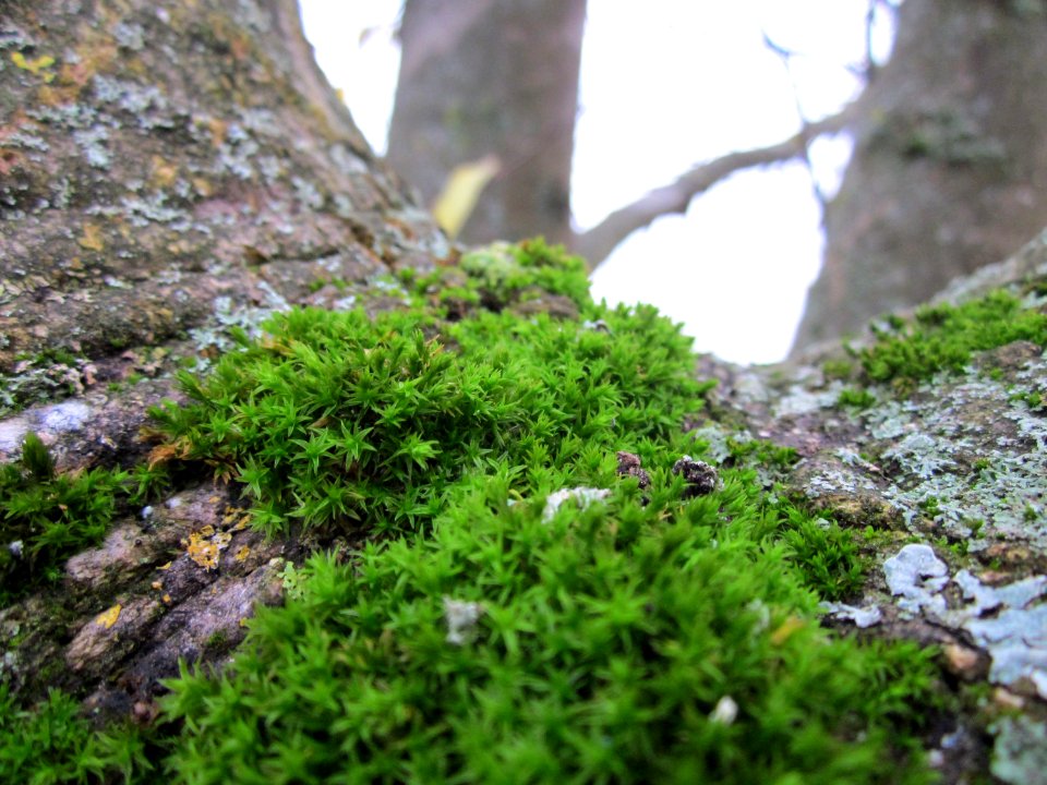 20121112_Kisselwiesen_Reilingen3
