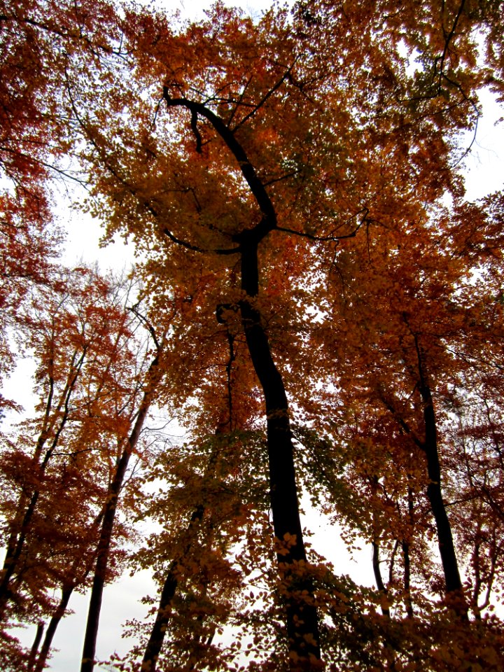 20121112Buchenwald_St_Leon3