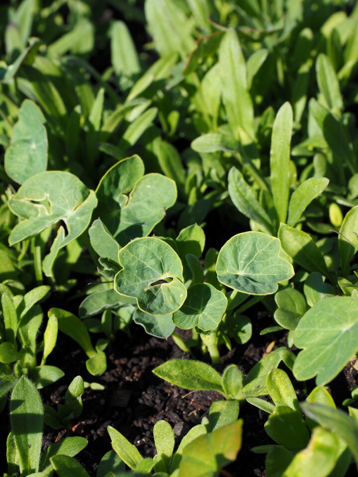 Green growth garden