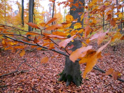 20121112Buchenwald_St_Leon7