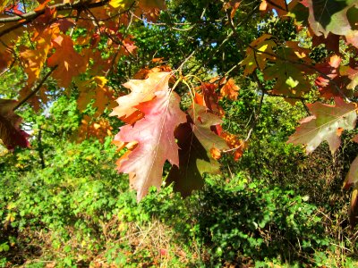 20121013Roteiche_Saar2