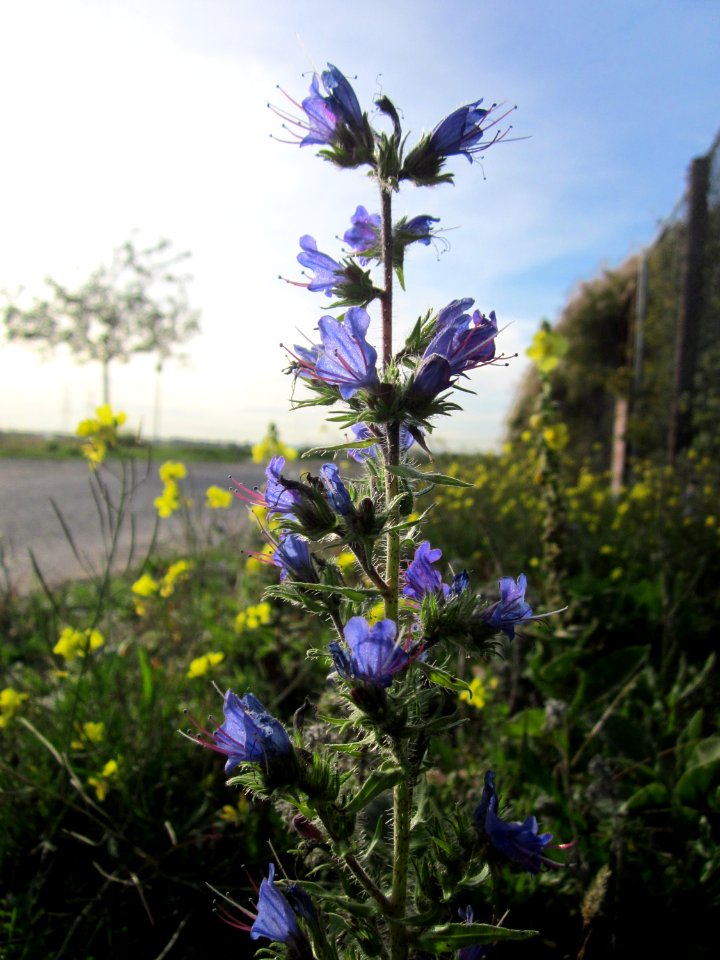 20121017Natternkopf_Neulussheim