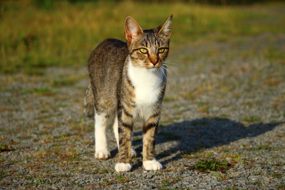 Mackerel tiger cat domestic cat