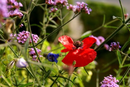 2013.07.13.083312_Papaver_rhoeas_Heidelberg_Germany
