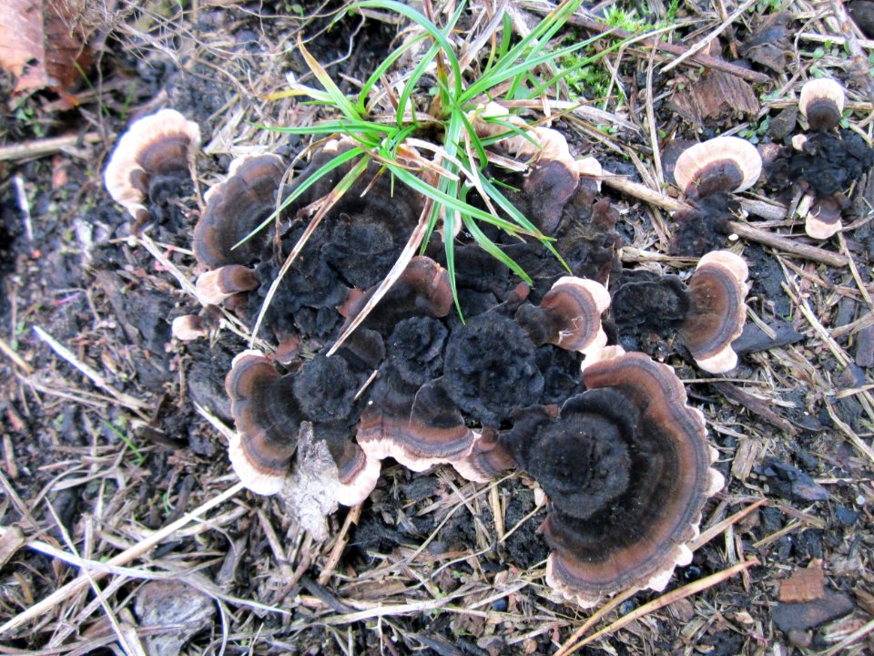 20121112Trametes2