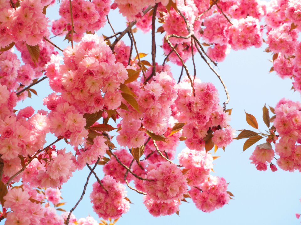 Blossom bloom japanese flowering cherry
