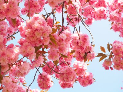Blossom bloom japanese flowering cherry