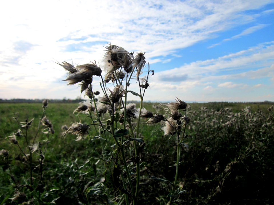 20121028Hockenheimer_Rheinbogen11