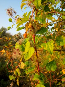 20121023Waldrebe_Schleiwiese1