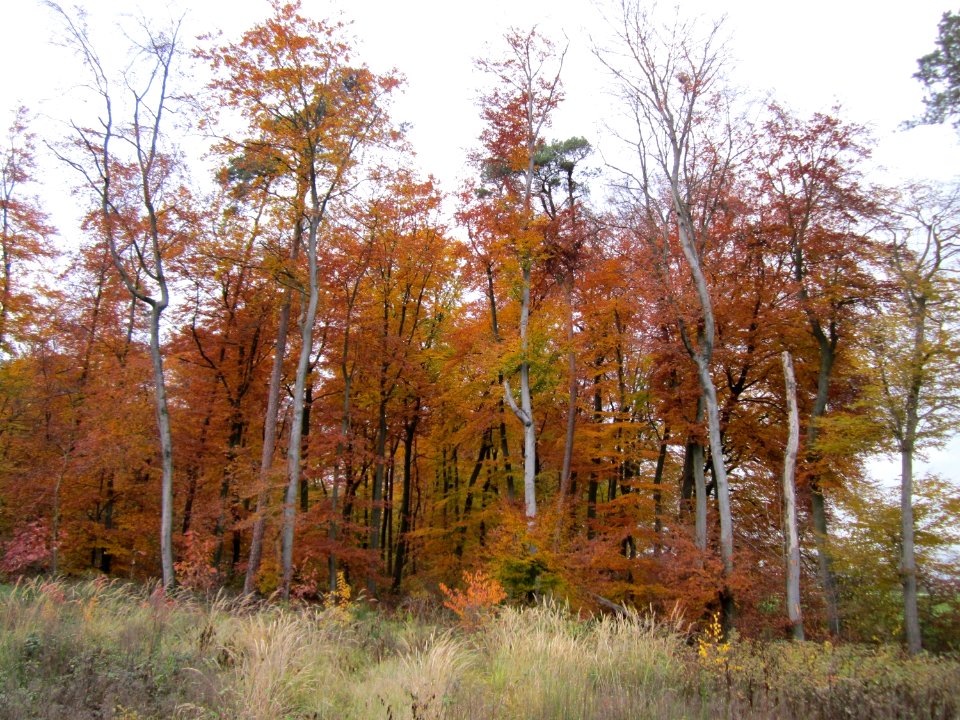 20121112Buchenwald_St_Leon1