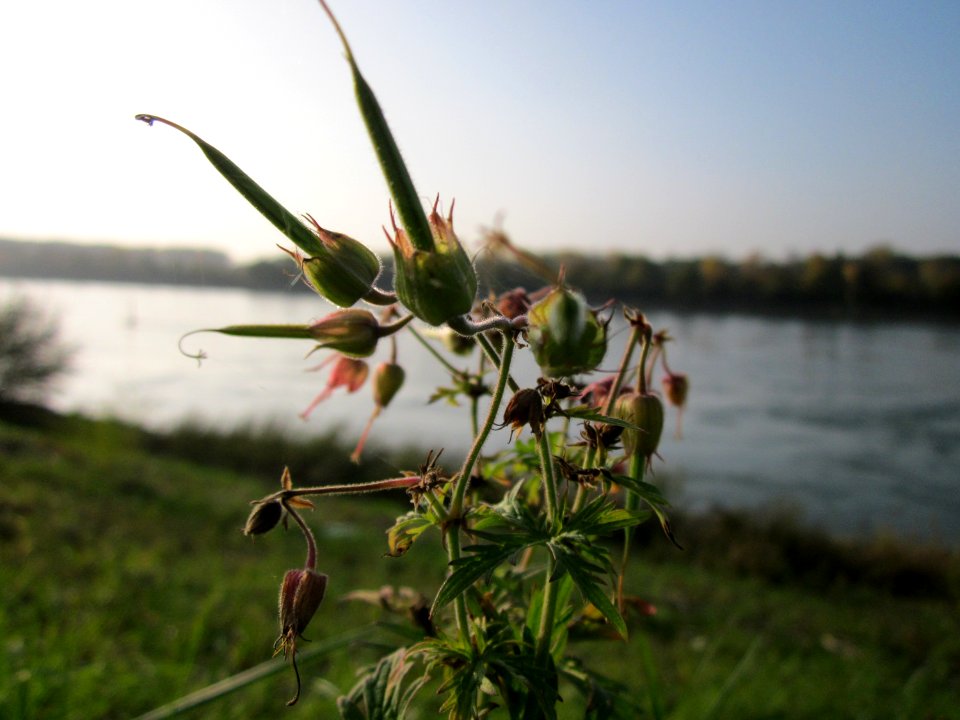 20121023Storchenschnabel_Rhein_Hockenheim2