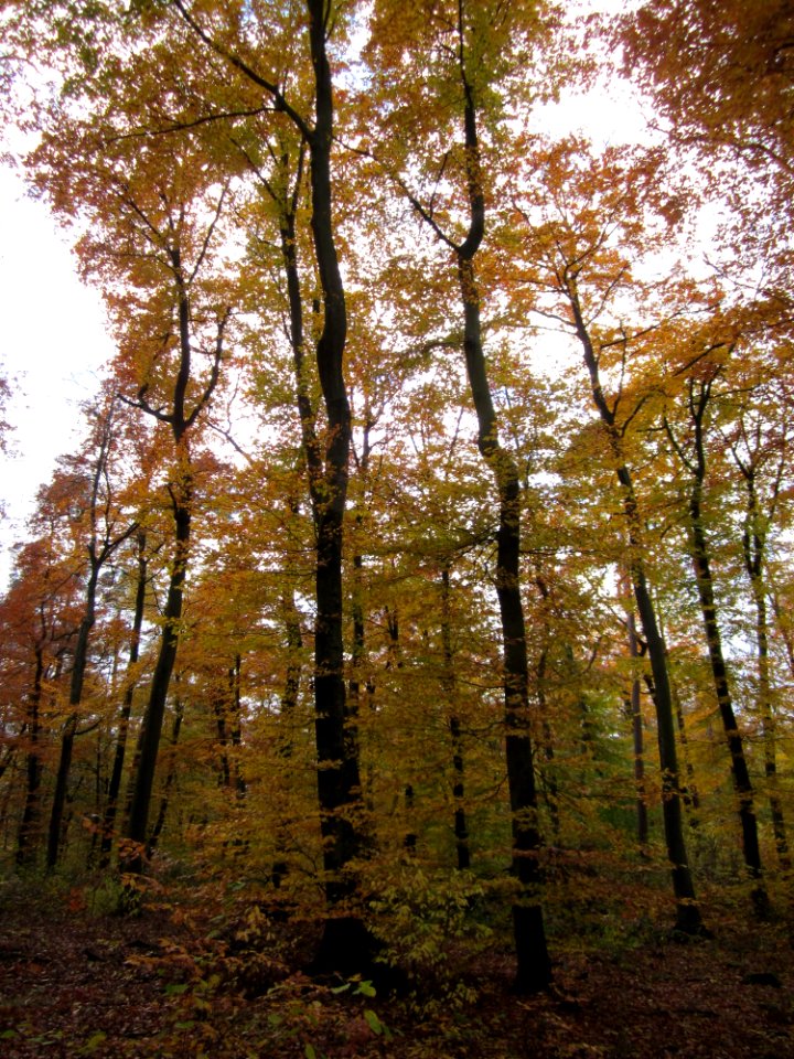 20121112Buchenwald_St_Leon5