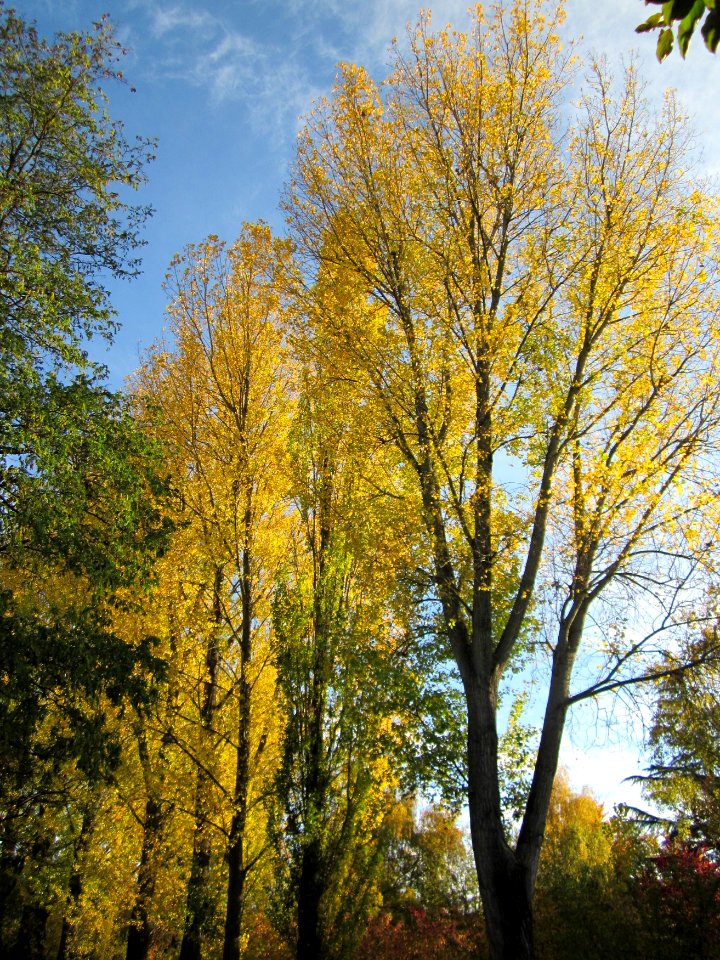 20121028Pappeln_Kraichbach_Hockenheim3