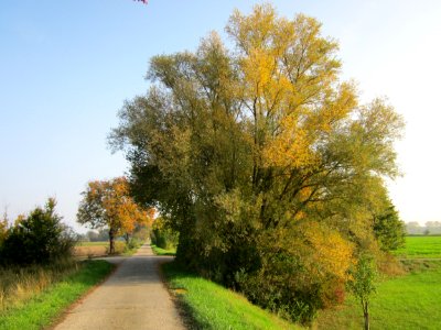 20121023Silberweide_Hockenheimer_Rheinbogen