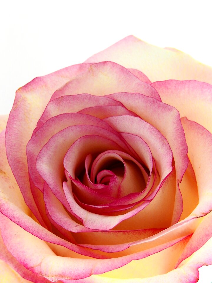 Bloom nature beautiful
