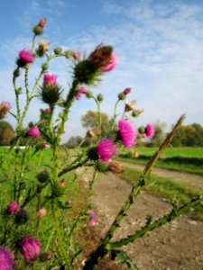 20121022Wegdistel_Hockenheimer_Rheinbogen4