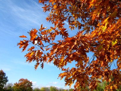 20121028Roteiche_Hockenheim1