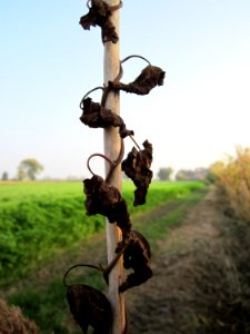 20121024Zaunwinde_Hockenheimer_Rheinbogen1
