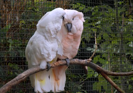 Together affection parrot birds