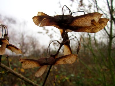 20121127Ahorn_Reilingen2