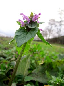 20121127Taubnessel_Hockenheim1
