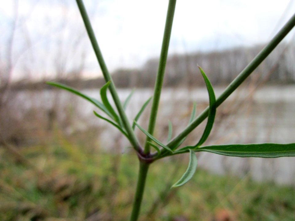 20121130Tauben-Skabiose_Ketsch5