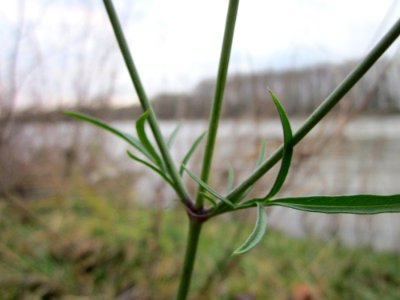 20121130Tauben-Skabiose_Ketsch5