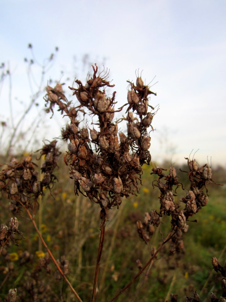 20121201Johanniskraut_Reilingen2
