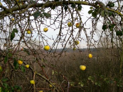 20121201Wagbachniederung3