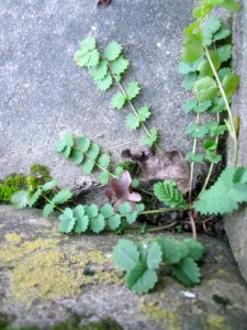20121130Wiesenknopf_Ketsch2